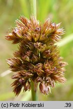 Juncus conglomeratus (sit skupiony)