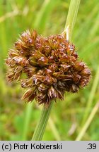 Juncus conglomeratus (sit skupiony)