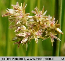 Juncus effusus (sit rozpierzchły)