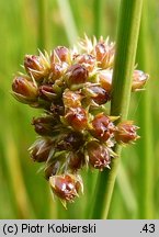 Juncus effusus (sit rozpierzchły)