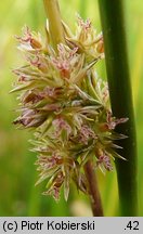 Juncus effusus (sit rozpierzchły)