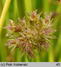 Juncus effusus (sit rozpierzchły)