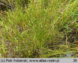 Juncus filiformis (sit cienki)