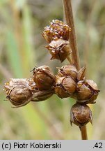 Juncus filiformis (sit cienki)