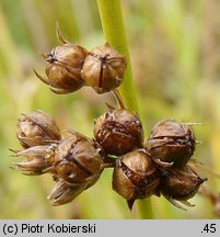 Juncus filiformis (sit cienki)