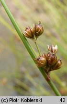 Juncus filiformis (sit cienki)