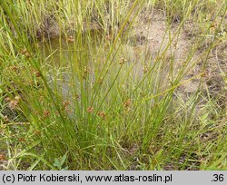 Juncus filiformis (sit cienki)