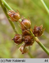 Juncus filiformis (sit cienki)