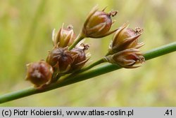 Juncus filiformis (sit cienki)