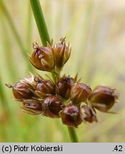 Juncus filiformis (sit cienki)