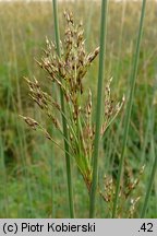 Juncus inflexus (sit siny)