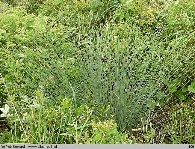 Juncus inflexus (sit siny)