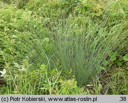 Juncus inflexus (sit siny)