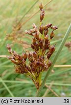 Juncus inflexus (sit siny)