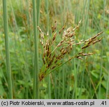 Juncus inflexus (sit siny)