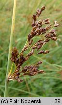 Juncus inflexus (sit siny)