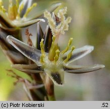 Juncus squarrosus (sit sztywny)