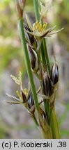 Juncus squarrosus (sit sztywny)