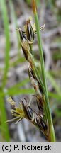 Juncus squarrosus (sit sztywny)