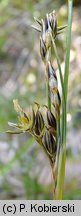 Juncus squarrosus (sit sztywny)