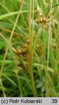 Juncus tenuis (sit chudy)