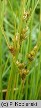 Juncus tenuis (sit chudy)