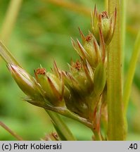 Juncus tenuis (sit chudy)