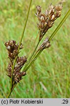 Juncus tenuis (sit chudy)