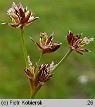 Juncus acutiflorus (sit ostrokwiatowy)