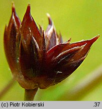 Juncus acutiflorus (sit ostrokwiatowy)