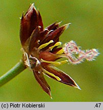 Juncus acutiflorus (sit ostrokwiatowy)