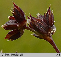 Juncus acutiflorus (sit ostrokwiatowy)