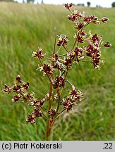 Juncus acutiflorus (sit ostrokwiatowy)