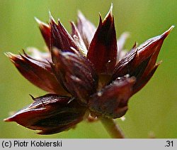 Juncus acutiflorus (sit ostrokwiatowy)