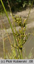 Juncus anthelatus (sit białawy)