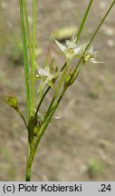 Juncus anthelatus (sit białawy)