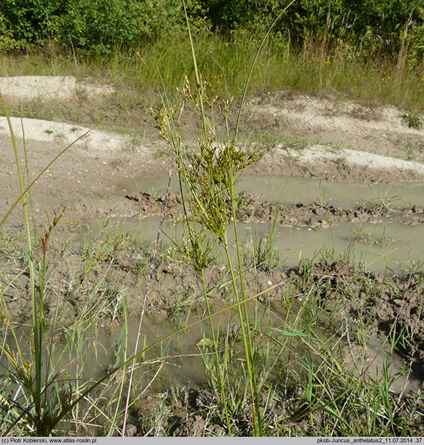 Juncus anthelatus (sit białawy)