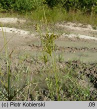 Juncus anthelatus (sit białawy)