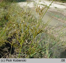 Juncus anthelatus (sit białawy)