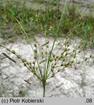 Juncus anthelatus (sit białawy)