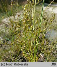 Juncus anthelatus (sit białawy)