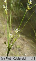 Juncus anthelatus (sit białawy)