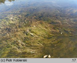 Juncus bulbosus (sit drobny)