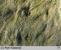 Juncus bulbosus (sit drobny)