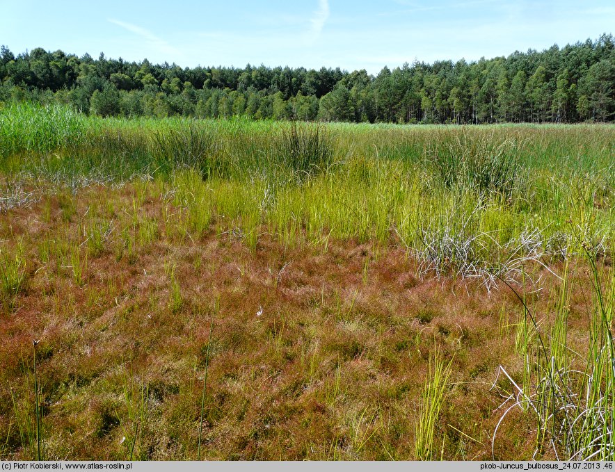 Juncus bulbosus (sit drobny)