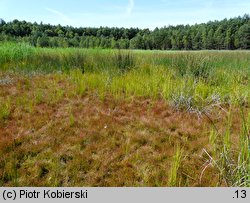 Juncus bulbosus (sit drobny)