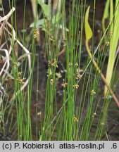 Juncus filiformis (sit cienki)