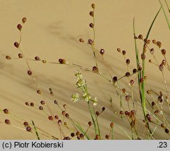 Juncus tenageia (sit błotny)