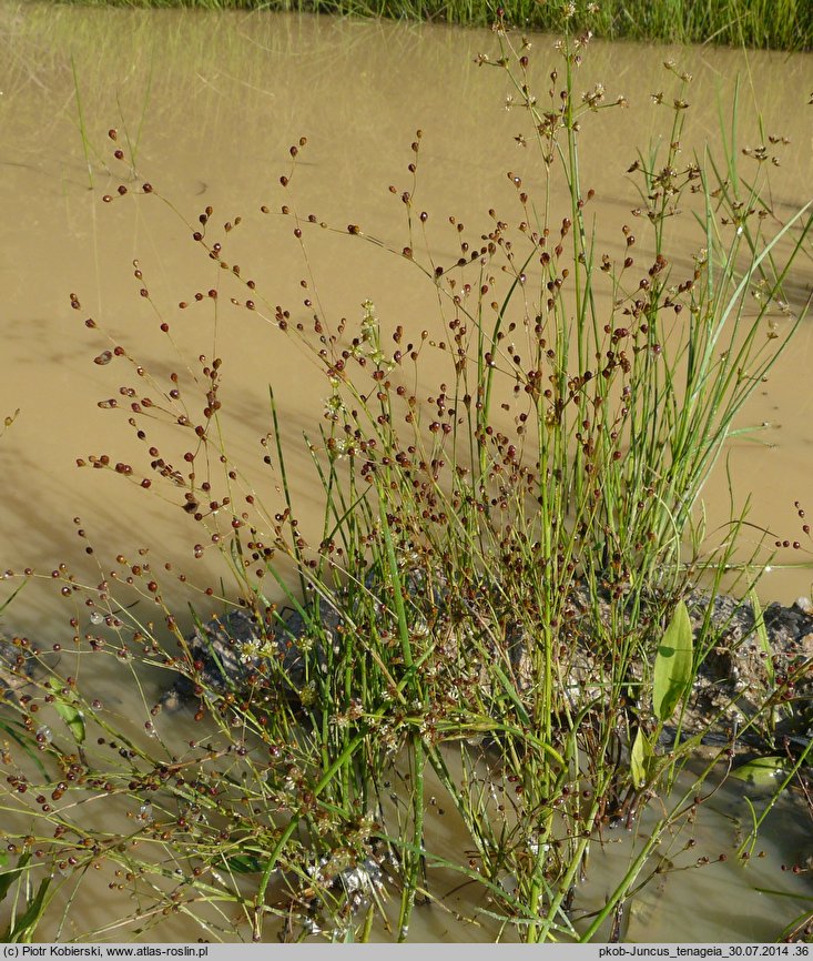 Juncus tenageia (sit błotny)