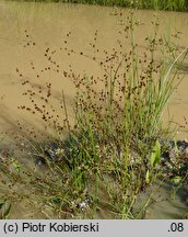 Juncus tenageia (sit błotny)